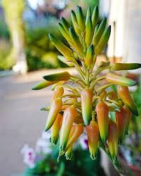 Image result for Aloe cooperi