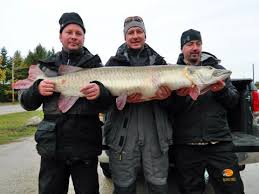 Esox Muskellunge Worlds Biggest Muskies