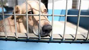 All animals adopted from the vbspca will be spayed or neutered. Hundreds Of Pets Available For Adoption At Spca