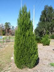 Its foliage is a rich green all year around. Juniperus Chinensis Spartan Trees And Power Lines Edward F Gilman Uf Ifas