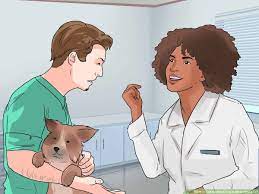How To Tell If A Small Dog Is Okay After A Fall 11 Steps