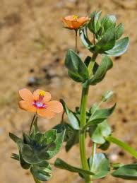 Image result for Lysimachia arvensis