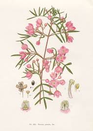 Boronia Pinnata Botanical Drawings Botanical Illustration Wildflower Paintings