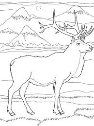 Elk Or Wapiti Coloring Page Deer Coloring Pages Super Coloring Pages Online Coloring Pages