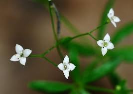Image result for Galium simense