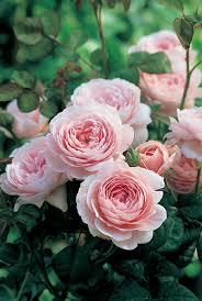 Browse Roses By Color Queen Of Sweden Rose Beautiful Flowers Flowers
