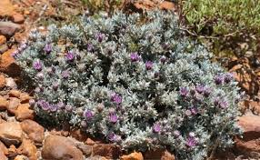 Image result for Macledium zeyheri