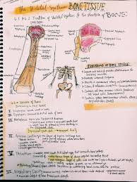 Bones And Bone Tissue Notes From Meriub Human Anatomy And Physiology Biology Notes Anatomy And Physiology