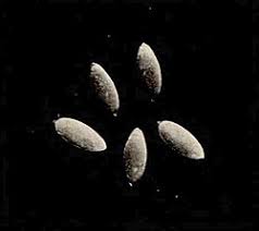 Image result for Cucumis humifructus