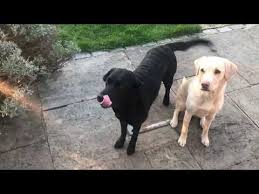 Bbc Sports Broadcaster Andrew Cotter Does Commentary On His Dogs Lives During Lockdown In 2020 Dogs Dog People Dog Breakfast
