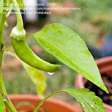 Maybe you would like to learn more about one of these? Plantfiles Pictures Capsicum Banana Pepper Sweet Banana Capsicum Annuum By Farmerdill