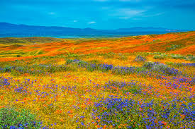Antelope valley california poppy reserve live stream. Antelope Valley California Poppy Reserve California Superb Flickr