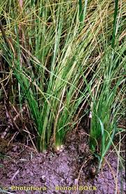 Image result for Isoetes