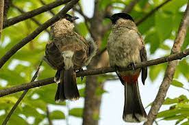 Cara Ternak Burung Kutilang Paling Mudah Dilakukan Burung Jalak