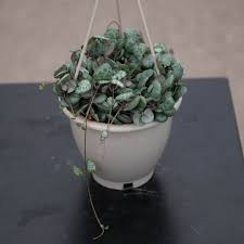 Image result for Ceropegia achtenii