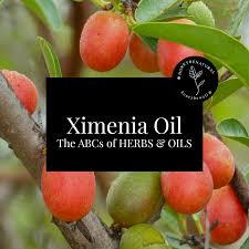 Image result for Ximenia