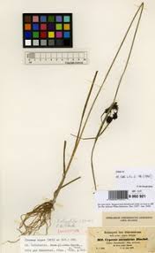 Image result for Pycreus elegantulus