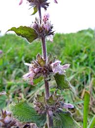 Image result for Stachys aculeolata