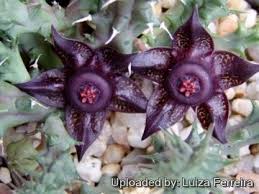 Image result for Duvalia polita