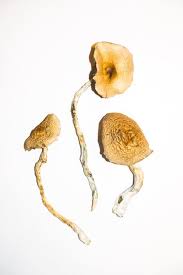 Getting high on acid (lsd) is also known as an acid trip or psychedelic experience and is technically termed lsd intoxication. Buy Golden Teachers Magic Mushrooms Online Magic Mushrooms Dispensary