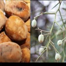 Pdf Biochemical Composition And Nutritional Value Of Balanites Aegyptiaca L Del Fruit Pulps From Northern Ferlo In Senegal