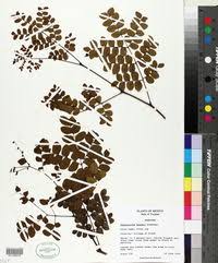 Image result for Caesalpinia glandulosopedicellata