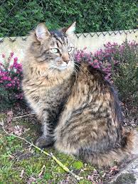 Pixiebob Cat Cat Breeds Cats Pixie Bob