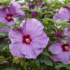Image result for Hibiscus kirkii