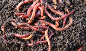 Take a trip through scientific american's worm gallery and meet the charming, slinky creatures that turn your innards into their home. The Science Of Worm Watching Learnenglish Teens British Council