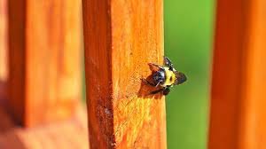 If you get bees in your house in the spring or early summer you may have attracted a swarm. Get Rid Of Bees On Your Deck In Your Yard