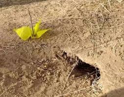 在荒漠堵了2000个鼠洞，这是我身体发生的变化