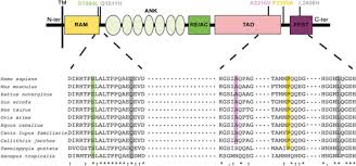 Functional evidence implicating NOTCH2 missense mutations in primary  ovarian insufficiency etiology
