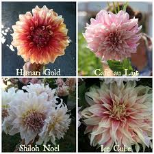 Pin On Plant Ideas