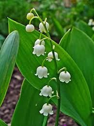 The national flower of zimbabwe is the flame lily. Lily Of The Valley Wikipedia