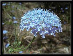 Summer Perth Hills Wildflowers Of Western Australia Australia