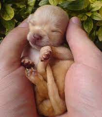 Here is the complete answer to it with detailed information and also mentioned some ever you find any pus discharge from the eye area or around the eyelid area, it can also be the sign of infection. 12 Facts About Chihuahua Puppies I Love My Chi
