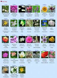 Korean Birthflower En 2020 Rosas Ilustraciones
