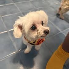 GAHANNA ANIMAL HOSPITAL