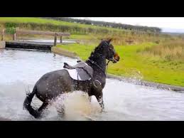 1.all horses, vehicles and equipment accompanying horse/s will be clean and free of solid material (that could contain disease agents) prior to departing property of origin. Horse Fails Falls Best Fails Must Watch Youtube