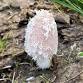 Fungi Stroll — Mill Meadows Society event image