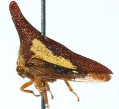 Image result for Otiophora lebruniana