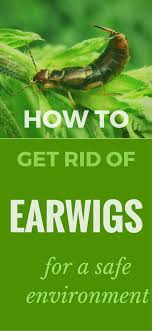 There are some techniques which bring better results than others (and take more time), and it sometimes doing your own pest control is the right choice and healthy practices like keeping your home clean and clear of any food scraps will go a. How To Get Rid Of Earwigs For A Safe Environment Topcleaningtips Com Getting Rid Of Earwigs Earwigs Garden Pest Control