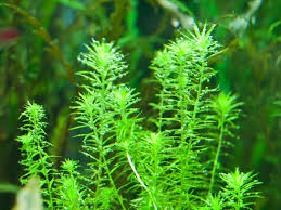 Image result for Mayaca