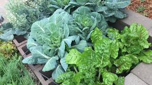 We did not find results for: Metro Phoenix Gardeners How To Start A Home Compost Bin In Arizona