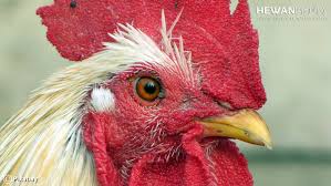 Purwadi, m.hum eko priyo purnomo, sip —————————————————… Mitos 7 Ciri Warna Bulu Ayam Bangkok Aduan Yang Di Percaya Selalu Menang Hewanpedia
