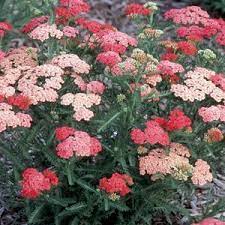 Achillea Apricot Delight Buy Yarrow Perennials Online Plants Spring Landscaping Yarrow Plant