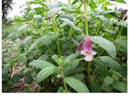 Image result for Sesamum radiatum