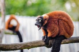 The fact that you are seeing this page indicates that the website you. Amazon Rainforest Location Climate Ecosystem Plants Animals Deforestation Precipitation Conserve Energy Future