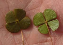 Image result for Marsilea vera