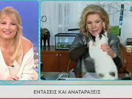Antenna.gr | λιτσα πατερα ζωδια. Api8ano Skhniko Gatos Dagkwse On Air Thn Litsa Patera Video
